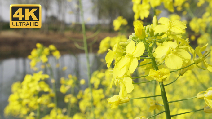 【4K画质】油菜花视频素材