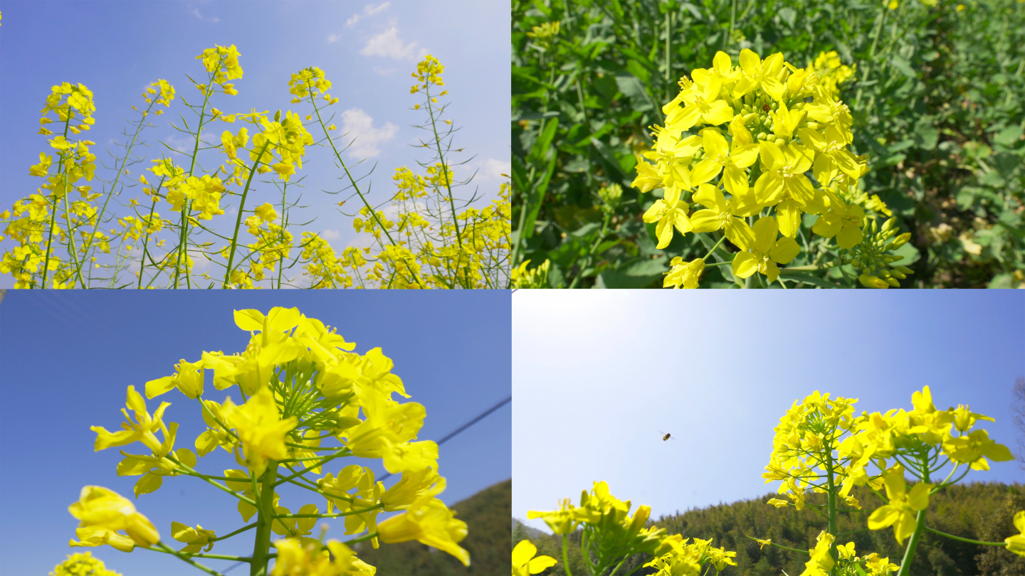 【4K画质】油菜花视频素材