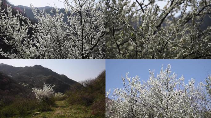 春天漫山遍野梨花开