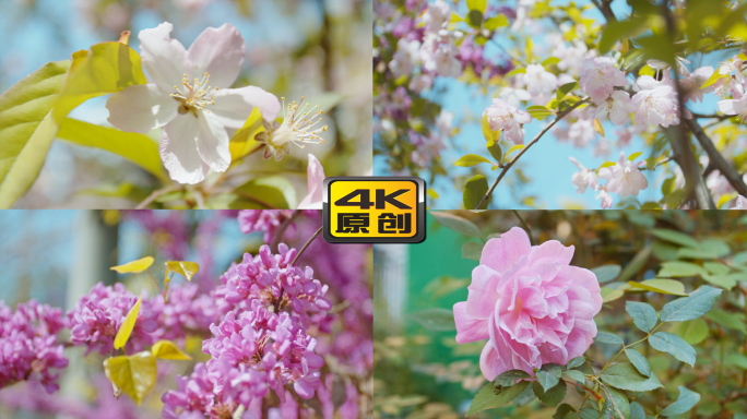 4K【A】春天鲜花广告画质