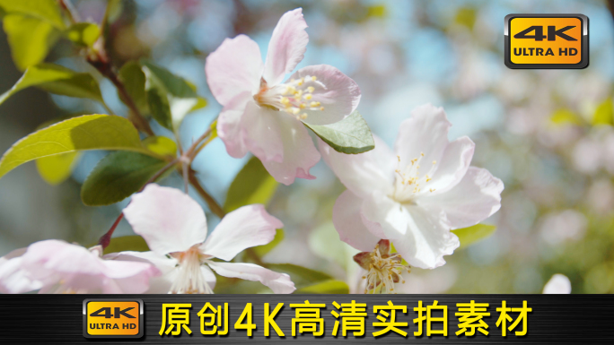 4K【A】春天鲜花广告画质