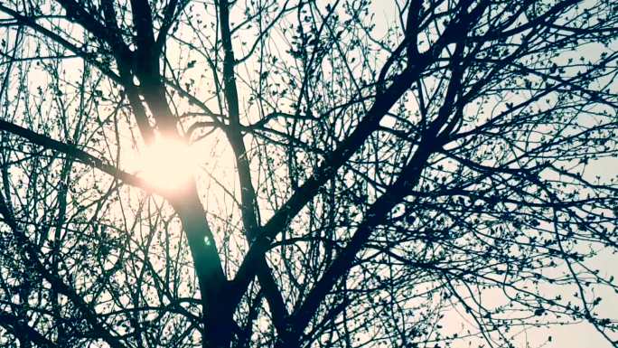 树阳光、阳光透过树枝、唯美干枝
