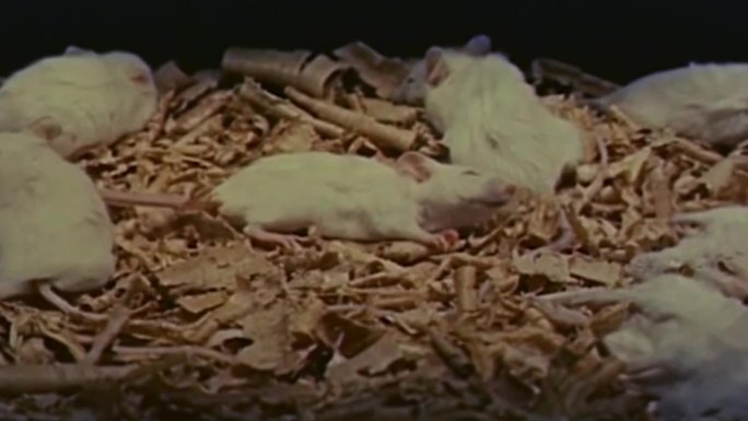解剖试验用小白鼠