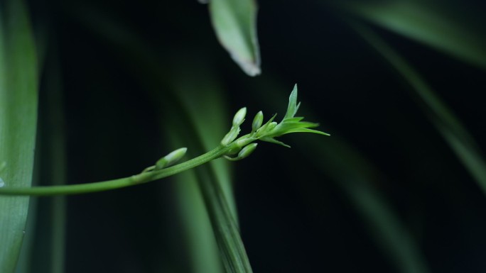 超清植物延时生长绿色