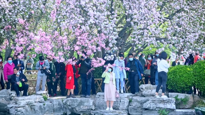 樱花赏樱花海棠花游客