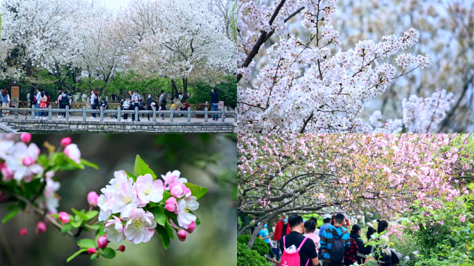 樱花赏樱花海棠花游客