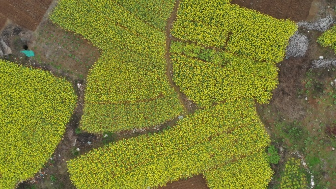 航拍油菜花