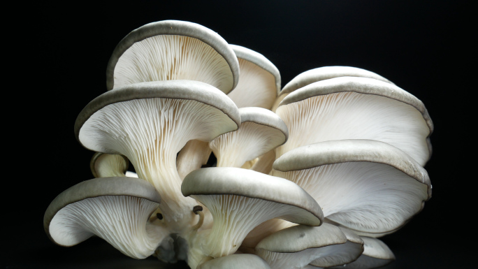 平菇 蘑菇