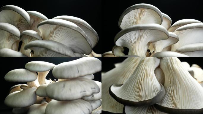 平菇 蘑菇