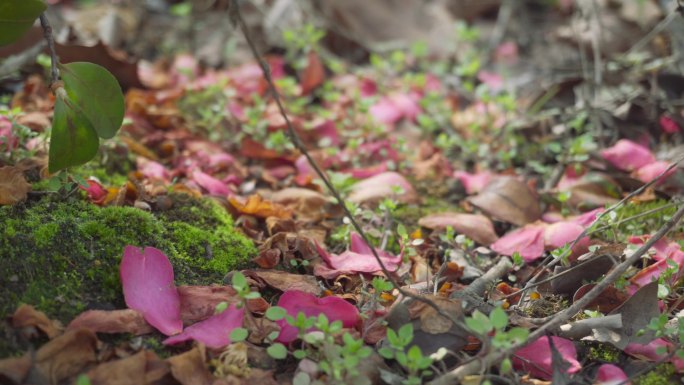 【4K】滇山茶开花