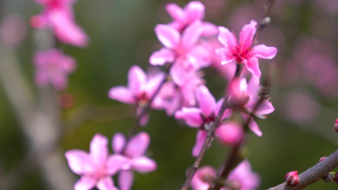 桃花桃花特写桃花源花蕊春天花