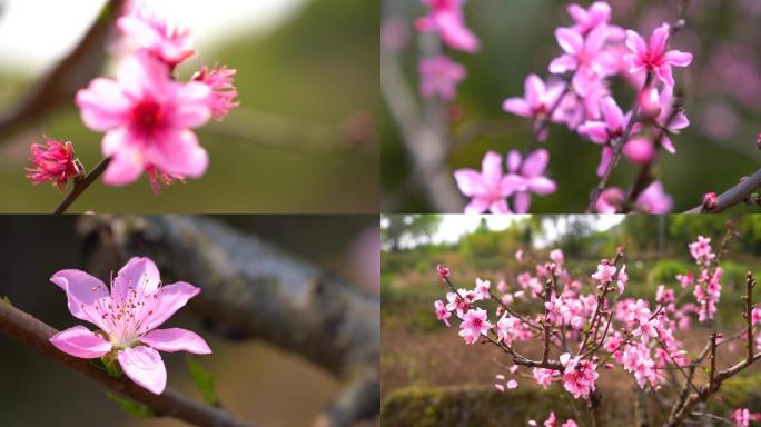 桃花桃花特写桃花源花蕊春天花