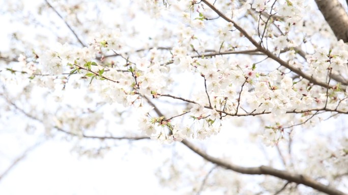 樱花实拍