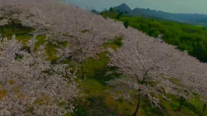 广顺樱花繁花似锦