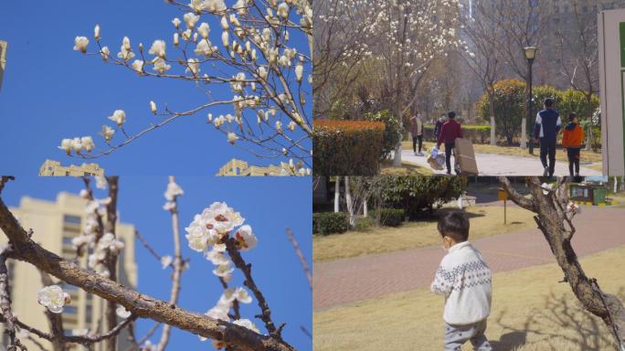 4K疫情过后春暖花开小区居民