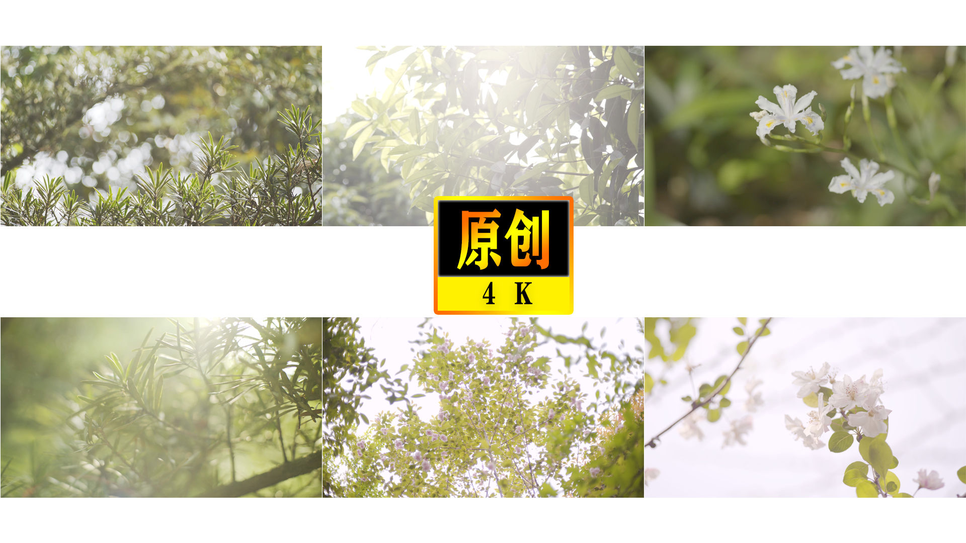 逆光超唯美,樱花,海棠花,树叶实拍(B)