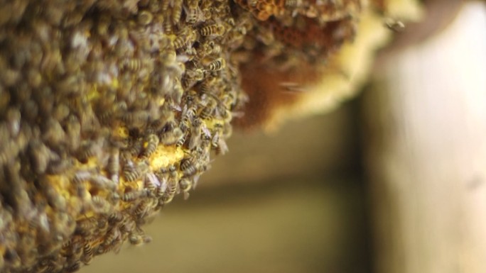 纪实蜜蜂采蜜养蜂实拍蜂箱