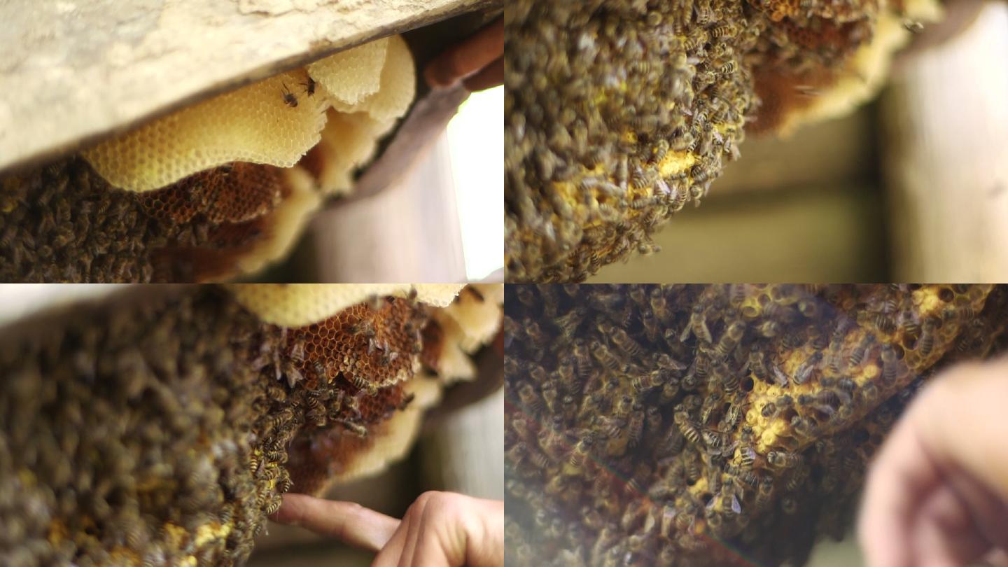 纪实蜜蜂采蜜养蜂实拍蜂箱