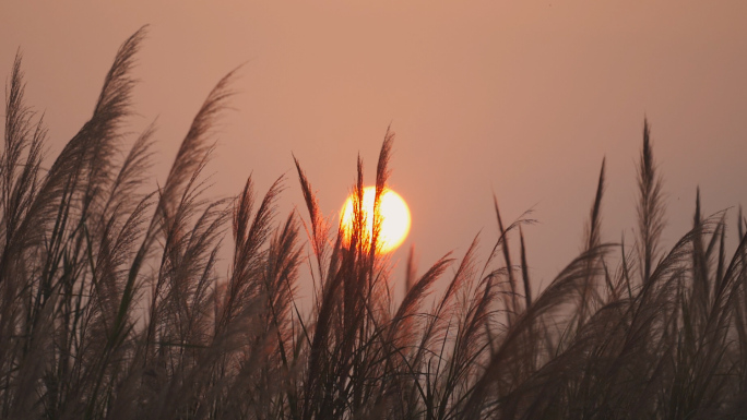 唯美夕阳芦苇随风飘摇视频素材