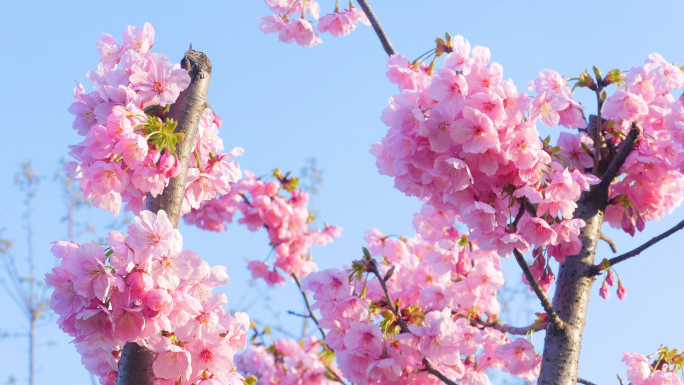 4k樱花（垂枝大叶早樱）实拍