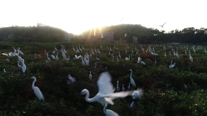 成群白鹭-红树林-夕阳下的白鹭