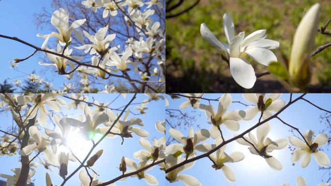 4K春天玉兰花开-春风阳光-清明花开