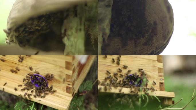 实拍素材纪实蜜蜂采蜜养蜂空境蜂箱