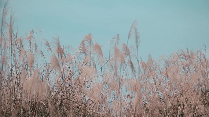 小清新茅草实拍素材