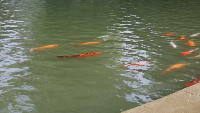 湖中鲤鱼鱼群游来游去
