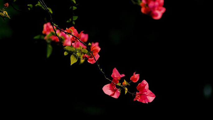 杜鹃花