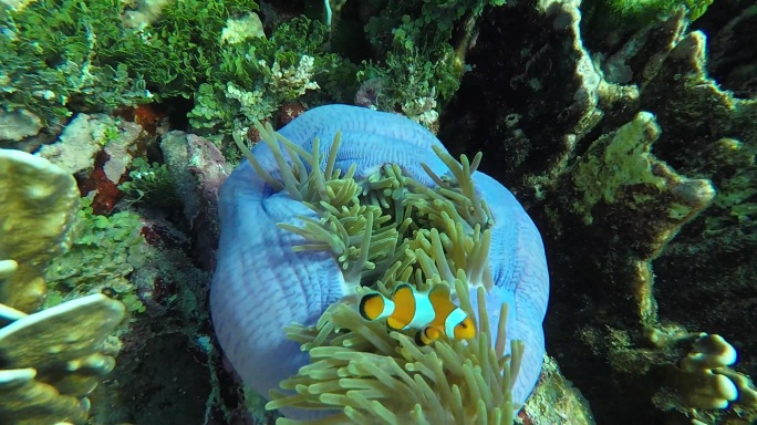 大海海水下阳光鱼群小丑鱼