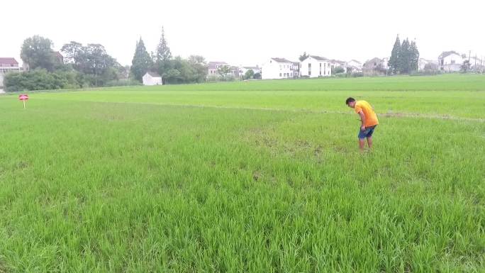 水稻航拍田间