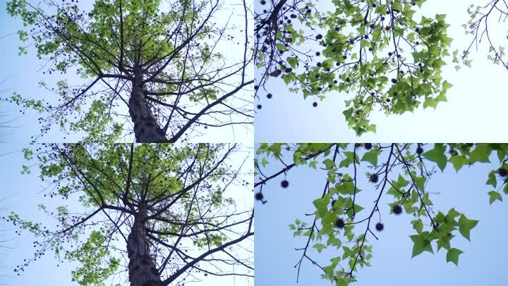 4k枫香树蔷薇科枫香树属枫叶三角枫叶树 3840x2160 高清视频素材下载 编号 实拍视频 Vj师网www Vjshi Com 4k枫香树蔷薇科枫香树属枫叶三角枫叶树 3840x2160 高清视频素材下载 编号 实拍视频 Vj师网www Vjshi Com