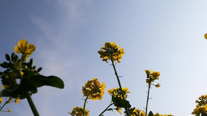 油菜花仰拍