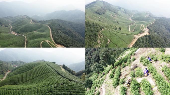 绿茶茶园航拍素材高山茶龙井茶4K空中俯拍