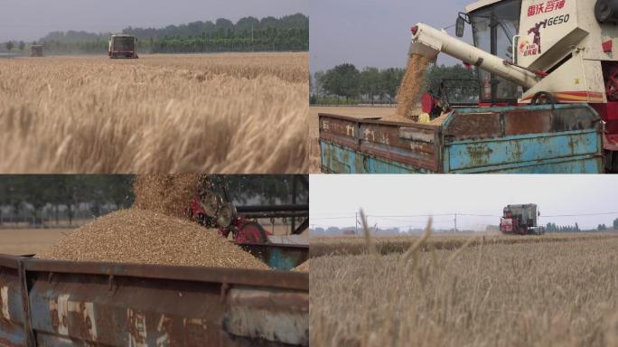 小麦丰收  农业 农村