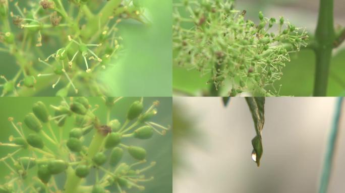 温室葡萄花期空镜特写水珠