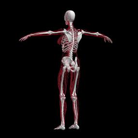 3d人体模型视频素材下载 3d人体模型ae模板下载 Vj师网