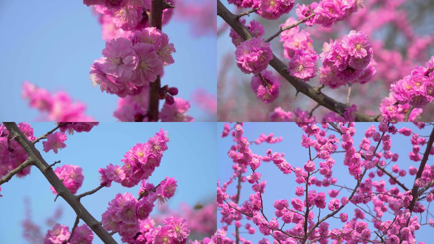 唯美春天盛开的樱花（原创可商用）
