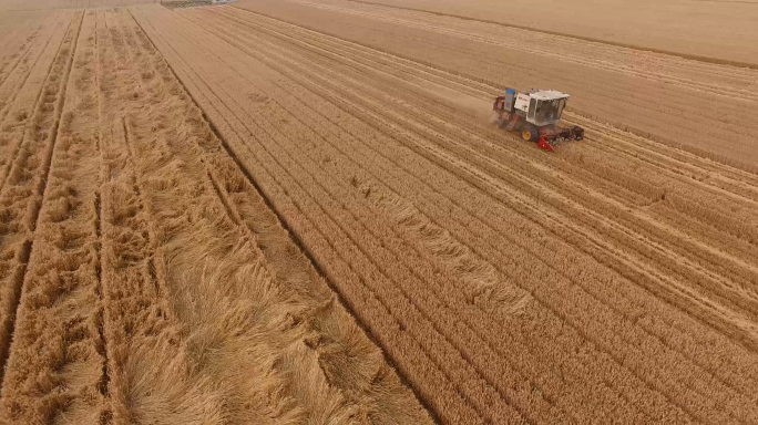 航拍丰收 小麦收割机稻田  小麦丰收