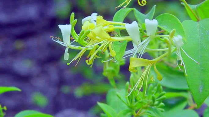 野生金银花