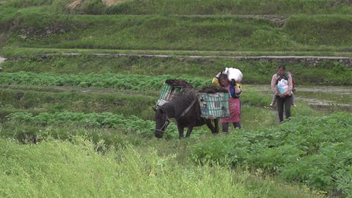 山路少数民族牵马赶集