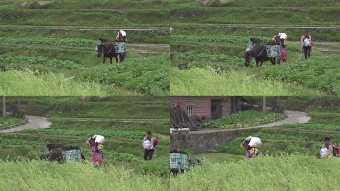 山路少数民族牵马赶集