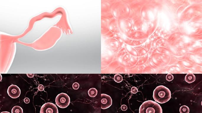 卵巢雌激素细胞增多