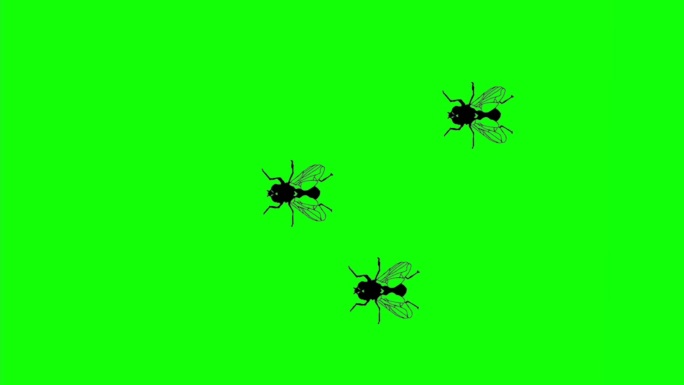 苍蝇【带音效】、昆虫、抠像素材、绿屏抠像