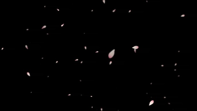 玉兰花瓣飘落-无缝循环透明通道