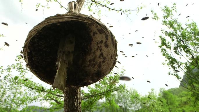 纪实素材空镜蜜蜂养蜂蜂巢延时