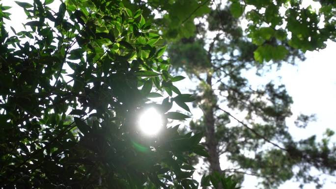 树林里的太阳