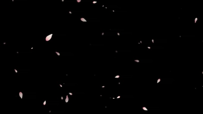 玉兰花瓣飘落-无缝循环透明通道