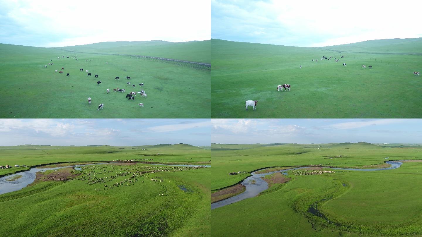 内蒙古大草原放牧牛羊